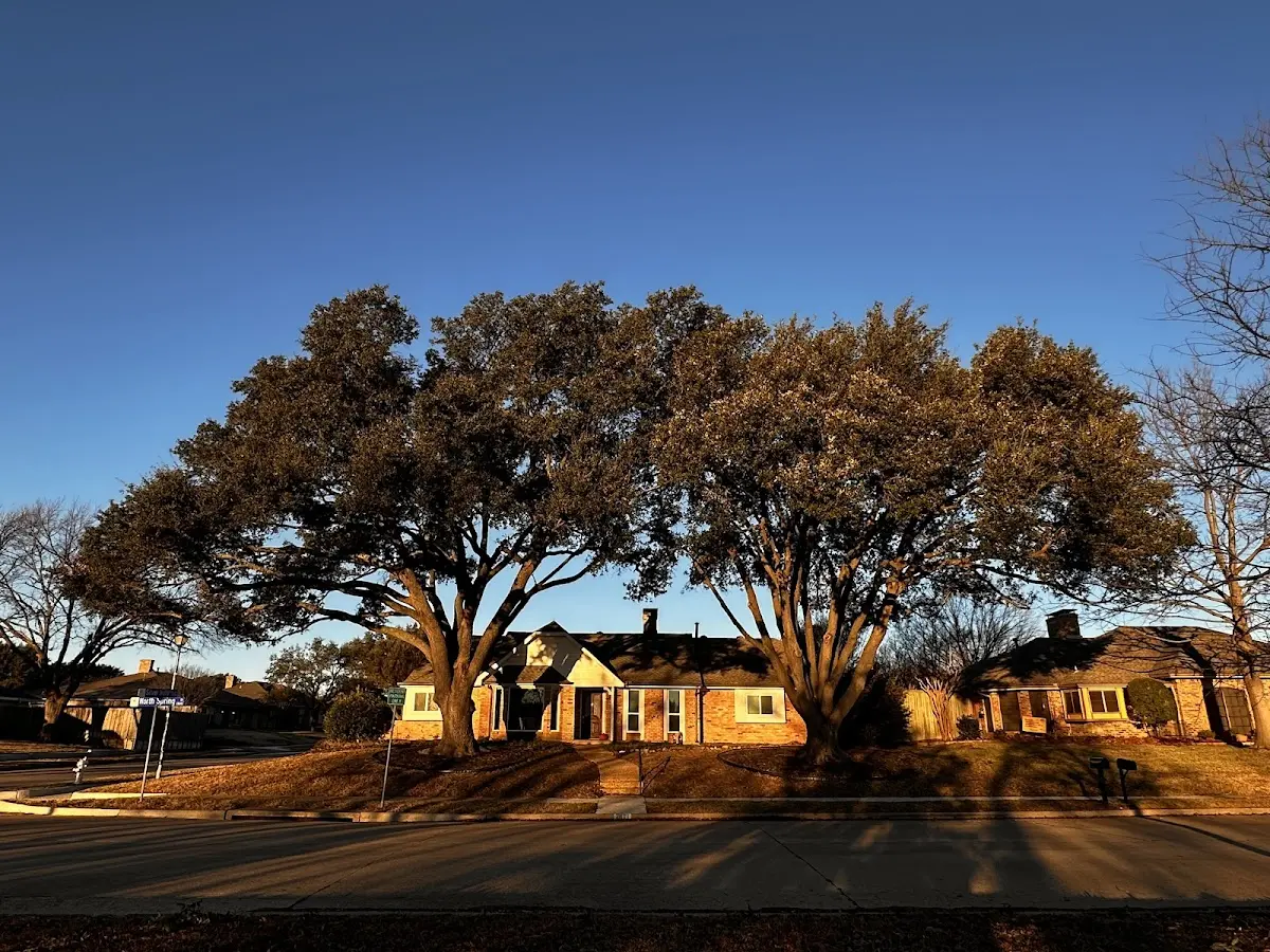 Established residential canopy tree shading a home in Beersheba Springs